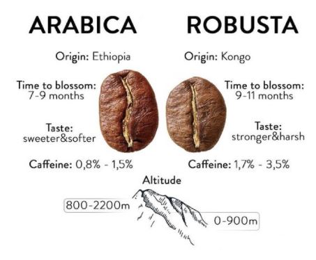Arabica vs. Robusta: What’s the Difference in Your Coffee Cup?